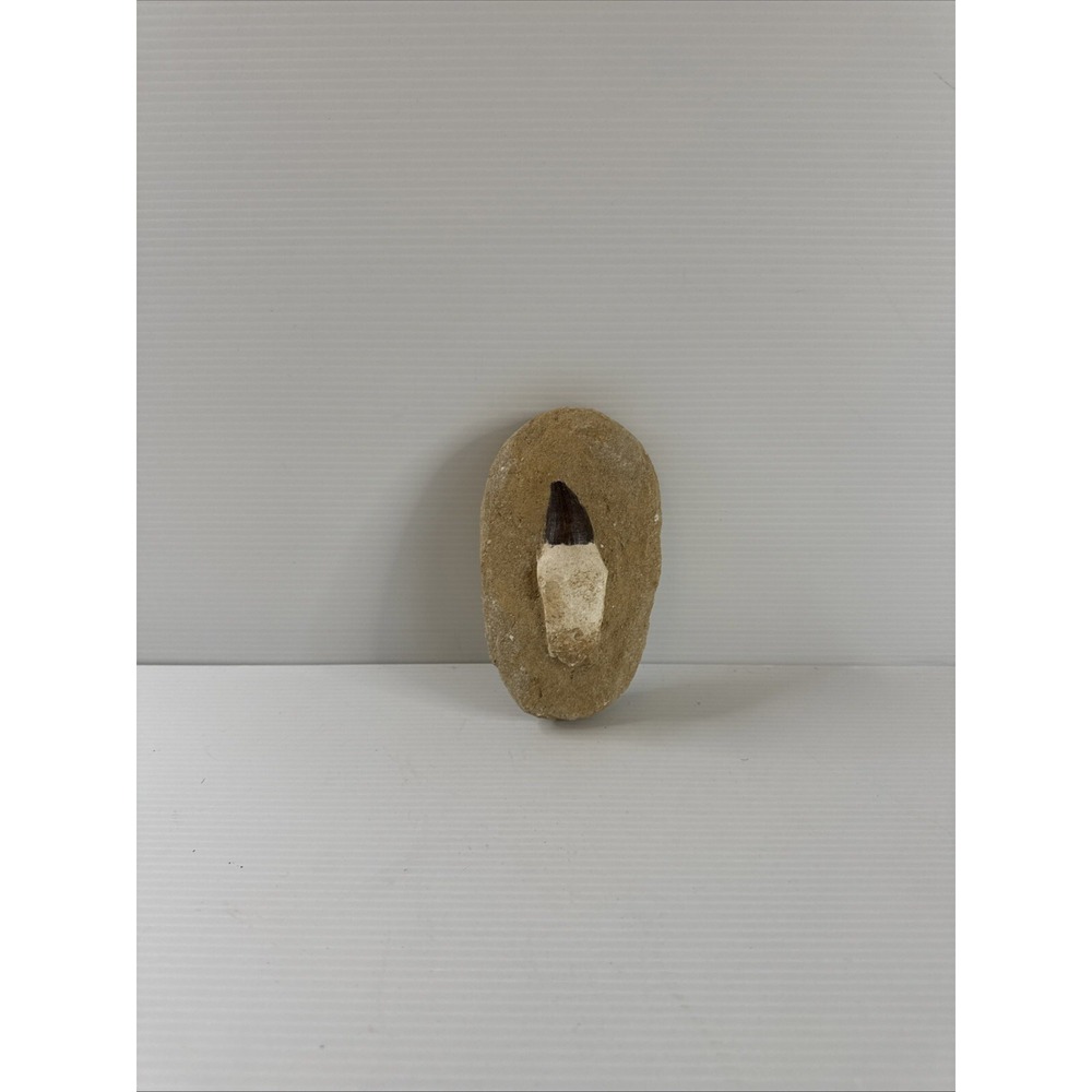 Mosasaur Tooth Fossil in Matrix Authentic‎ Prehistoric Marine Reptile
